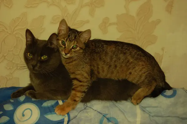 Macskák Játszanak Szürke Cica Esznek Piros Cica Val Kék Szem — Stock Fotó