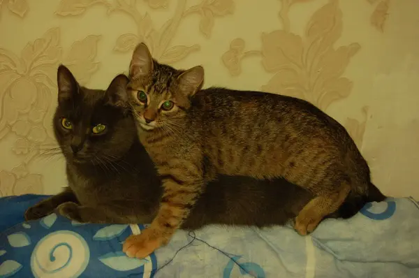 Gatinhos São Jogados Gatinhos Cinza Comer Gatinhos Vermelhos Com Olhos — Fotografia de Stock