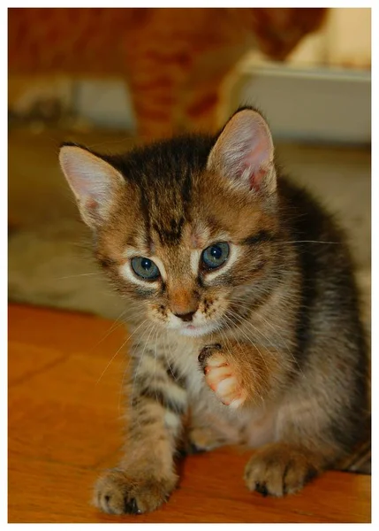 Kocięta Odtwarzane Szare Kocięta Jeść Czerwone Kocięta Niebieskimi Oczami — Zdjęcie stockowe
