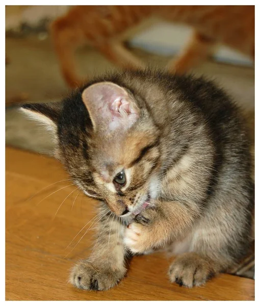 Les Chatons Sont Joués Les Chatons Gris Mangent Les Chatons — Photo