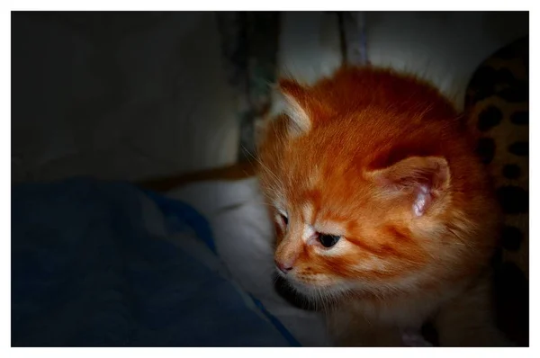 Koťata Hrají Šedá Koťata Jedí Červená Koťata Modrýma Očima — Stock fotografie