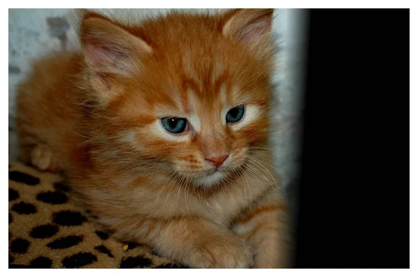 Kittens Played Gray Kittens Eat Red Kittens Blue Eyes — Stock Photo, Image