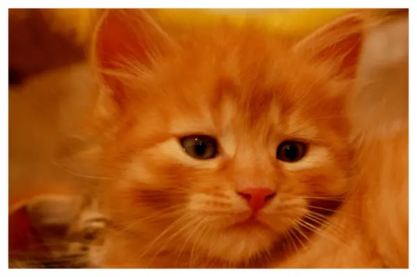 Gatinhos São Jogados Gatinhos Cinza Comer Gatinhos Vermelhos Com Olhos — Fotografia de Stock