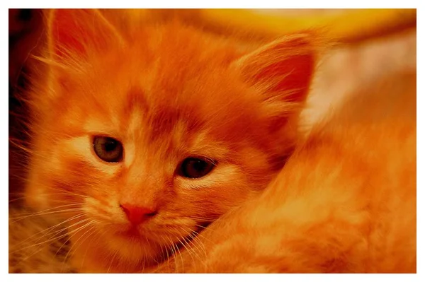 Kattungar Leker Grå Kattungar Äter Röda Kattungar Med Blå Ögon — Stockfoto