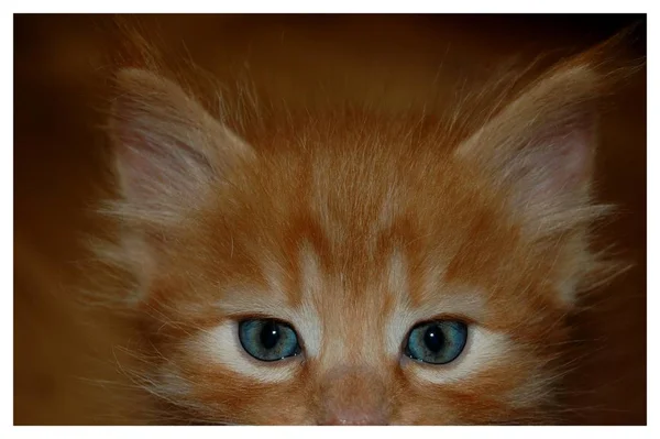 Gatinhos São Jogados Gatinhos Cinza Comer Gatinhos Vermelhos Com Olhos — Fotografia de Stock