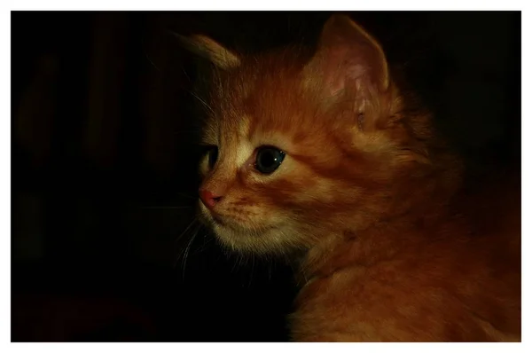 Kittens Played Gray Kittens Eat Red Kittens Blue Eyes — Stock Photo, Image