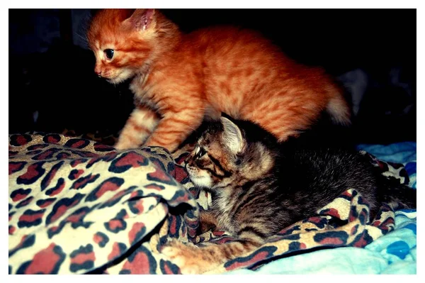 Gattini Sono Giocati Gattini Grigi Mangiare Gattini Rossi Con Occhi — Foto Stock