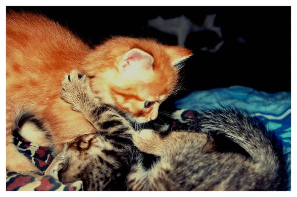 Juega Gatitos Grises Comer Gatitos Rojos Con Ojos Azules —  Fotos de Stock