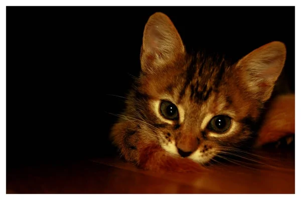 Gattini Sono Giocati Gattini Grigi Mangiare Gattini Rossi Con Occhi — Foto Stock