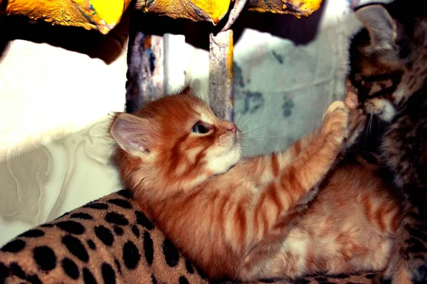 Juega Gatitos Grises Comer Gatitos Rojos Con Ojos Azules —  Fotos de Stock