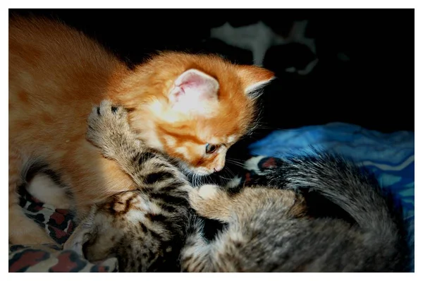 Котята Играют Котята Едят Рыжих Котят Голубыми Глазами — стоковое фото