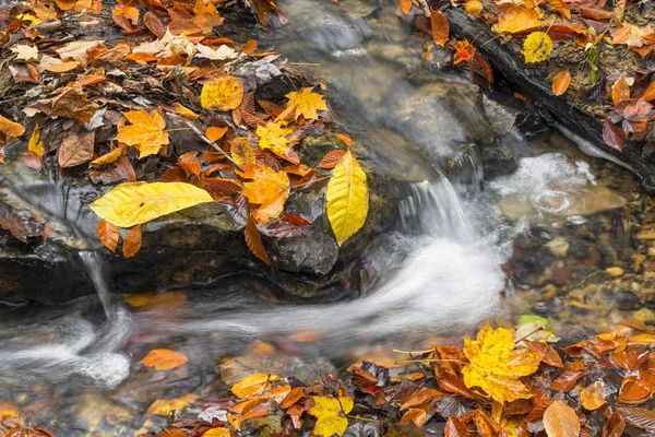 Plätschernder Herbstbach — Stockfoto