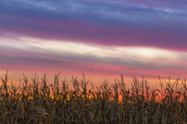 Cornfield Sky - Indiana Sunset clipart