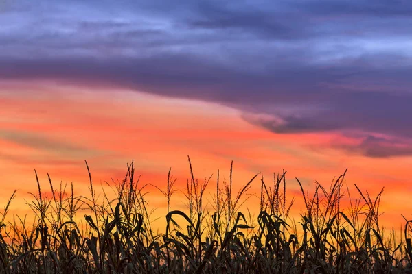 Magnifika majs - majsfält silhuett i solnedgången i Indiana — Stockfoto