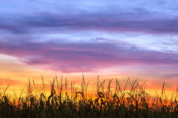 Majsfält Sunset siluett — Stockfoto