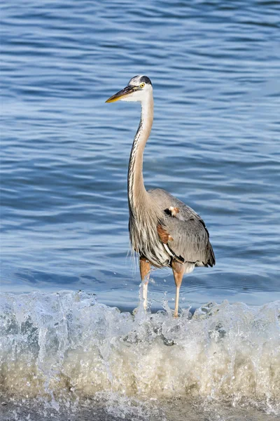 Blaureiher — Stockfoto