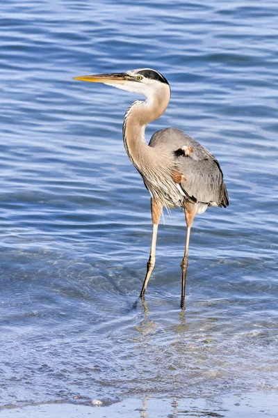 Blue Heron Wades nel Golfo del Messico — Foto Stock