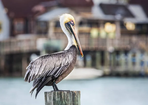 港ペリカン - ブラウン ペリカンはジョンのパスでは、宝の島、フロリダ州で撮影 — ストック写真