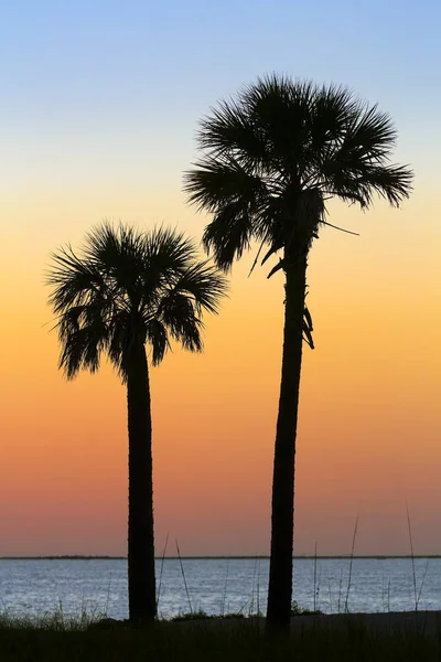 Silhouetted Palms at Sundown — Stock Photo, Image