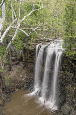 Charleston Falls ve çınar ağacı
