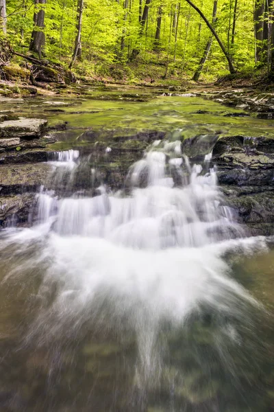 In the Woods - Indiana — Stock Photo, Image