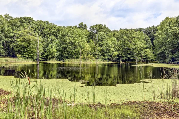 Aspen Pond Summer — Stock Photo, Image