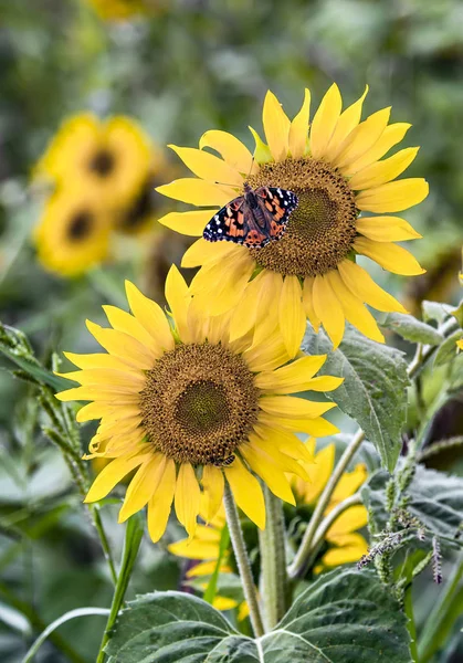 Painted Lady and Sunflower