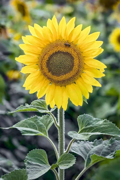 Bir alanda parlak ayçiçeği