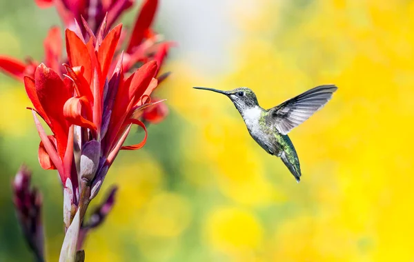 Colibrí en Red Cana Flower — Foto de Stock