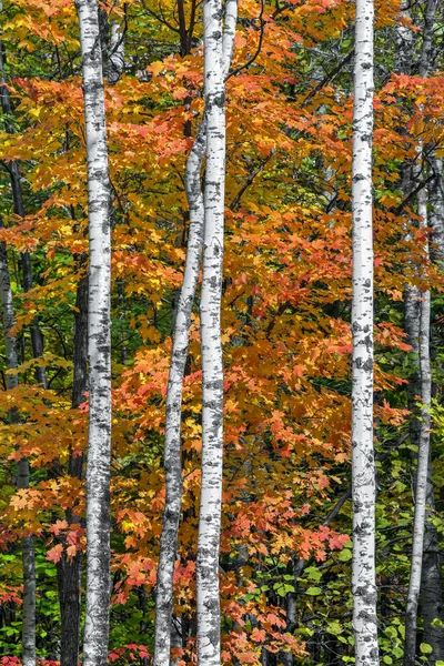 Northwood - herfst bos in Wisconsin — Stockfoto