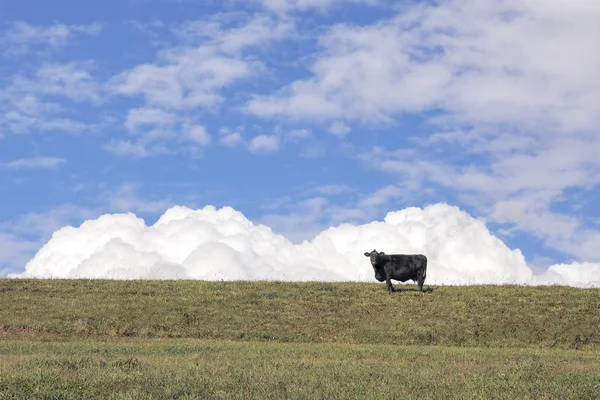 Himmelskuh - Kuh auf Hügel mit wolkenlosem blauen Himmel dahinter — Stockfoto