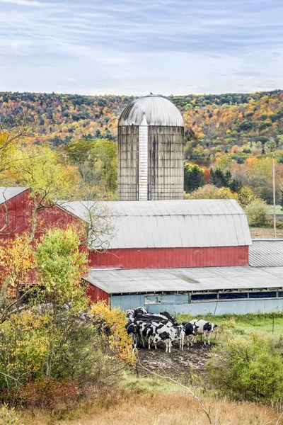 Молочная ферма "Дождливая осень" — стоковое фото