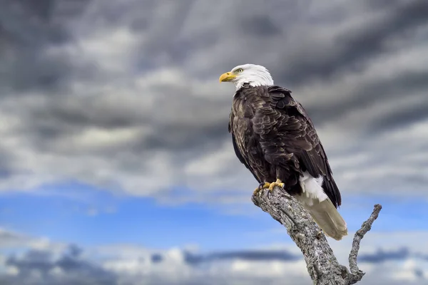 Viharfelhők Bald Eagle Jogdíjmentes Stock Képek