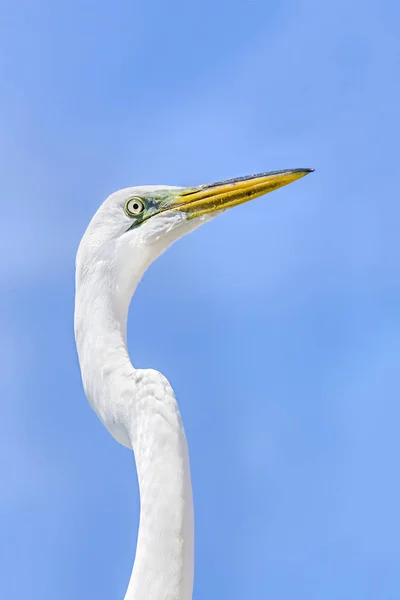 Grote zilverreiger profiel — Stockfoto