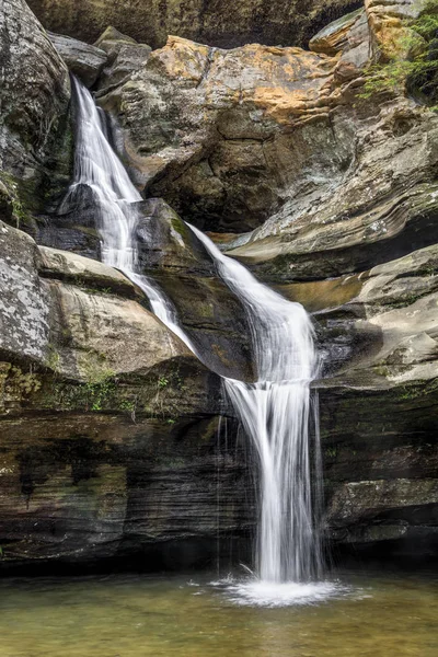 Zedernholz fällt in die Sprunggelenke — Stockfoto