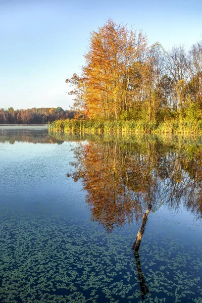 Autumn Colors and Duckweed — Stock Photo, Image