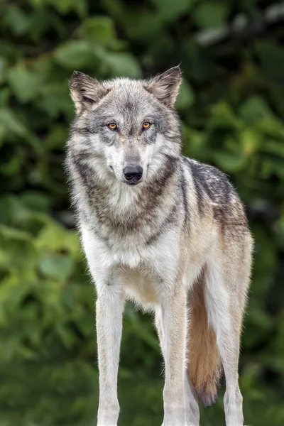 Lobo de pie — Foto de Stock