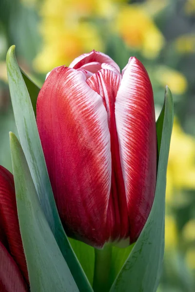 Una Hermosa Dramática Flor Tulipán Roja Blanca Florece Jardín Bulbos — Foto de Stock