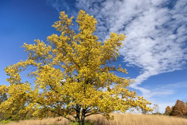 A colorful autumn sweet gum tree with mostly yellow leaves is topped by a blue fall sky with interesting white clouds in Indiana\'s Fort Harrison State Park.