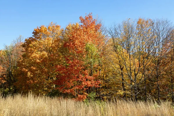 Bomen Met Kleurrijke Levendige Herfstbladeren Staan Achter Hoog Gras Met — Stockfoto