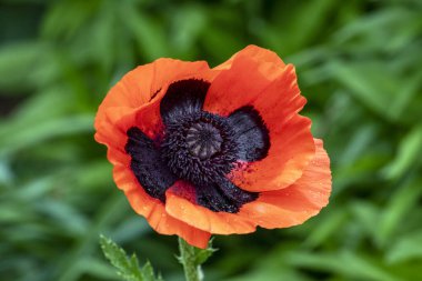 Güzel bir portakal ve siyah doğulu gelincik çiçeği bahar mevsimi bahçesinde sabah çiğ taneleriyle çiçek açar..