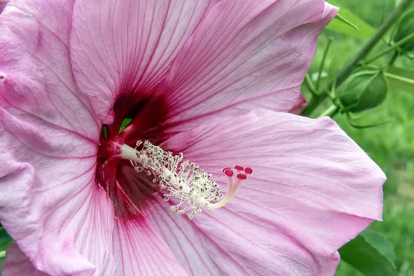 Piękny Różowy Hibiskus Kwiat Kwitnie Letnim Tropikalnym Ogrodzie Popartym Bujną — Zdjęcie stockowe