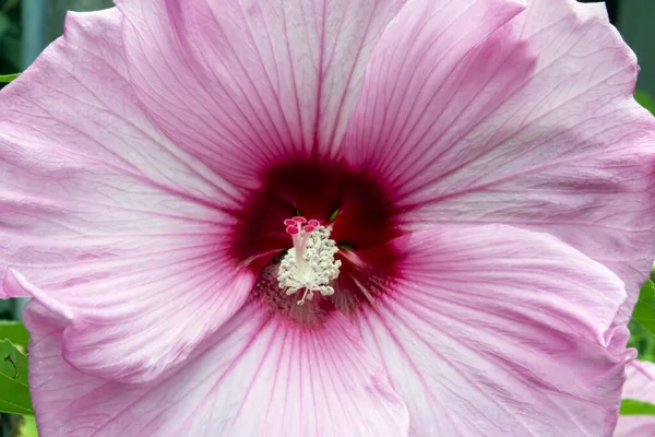 A beautiful pink hibiscus flower blooms in the summer tropical garden backed by lush greenery.