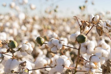 Cotton ball in full bloom - agriculture farm crop image clipart