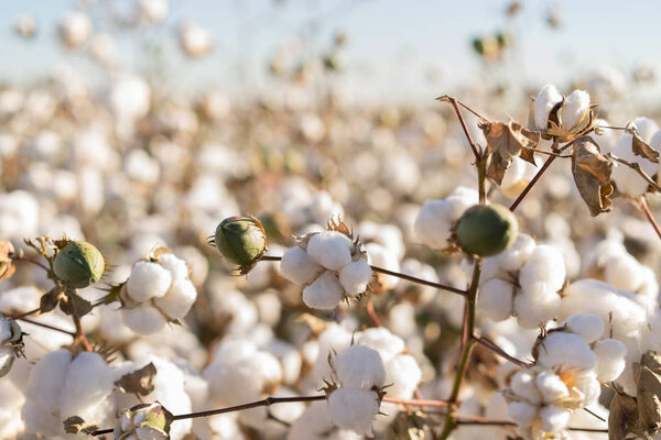 Cotton ball in full bloom - agriculture farm crop image