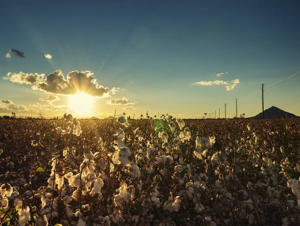 Bomullstuss i full blom vid solnedgången - jordbruk farm Beskär bild — Stockfoto