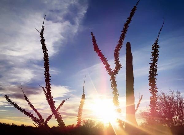 Saguaro-kaktus in arizona — Stockfoto