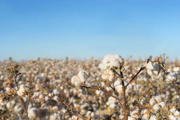 Bomullstuss i full blom - jordbruk farm Beskär bild — Stockfoto