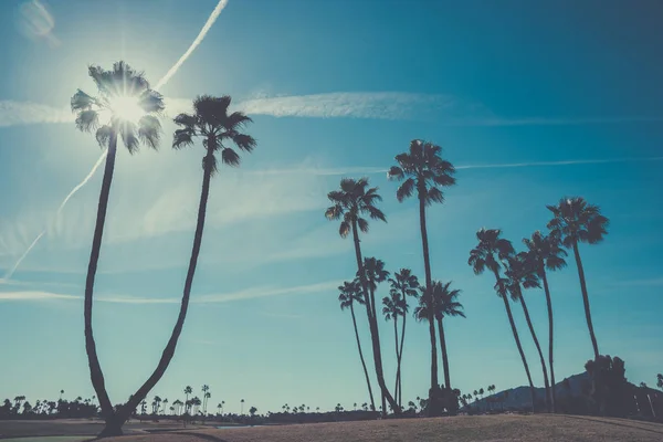 Palmbomen Onder Blauwe Hemel Scottsdale Arizona Verenigde Staten — Stockfoto