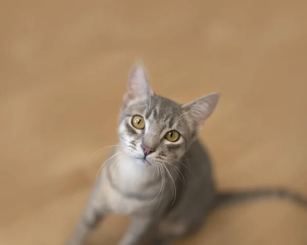 Şirin Gri Kedi Görünümünü Kapat — Stok fotoğraf